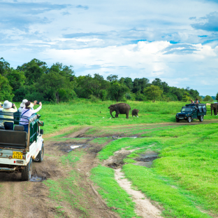 Jungle Safari Img