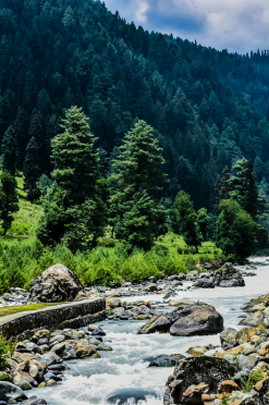 Beautiful landscape of Shimla featuring tall deodar trees and a mountain river in Himachal Pradesh.